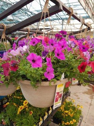 Lowe's Garden Center