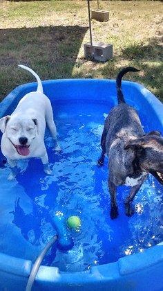 Puppy Power Dog Resort