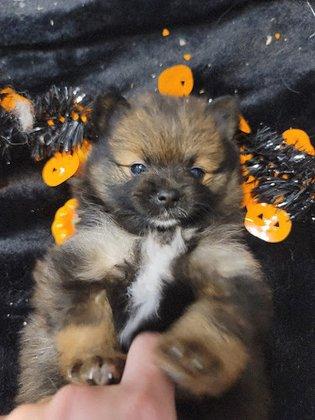 Pomeranian Treasures