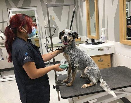 Petco Grooming