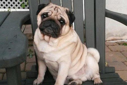 Pug's Passable Products