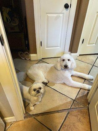 Fancy Dog