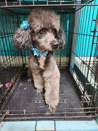Trendy Pets Grooming Salon