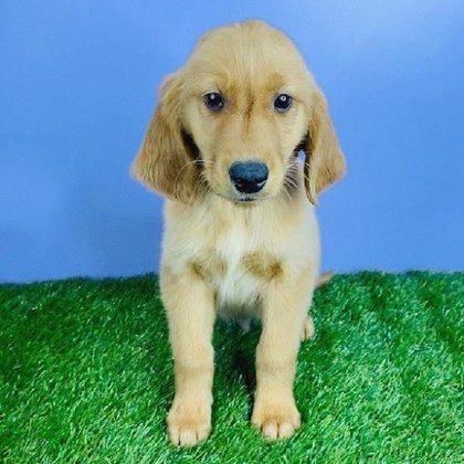 Puppyland San Antonio