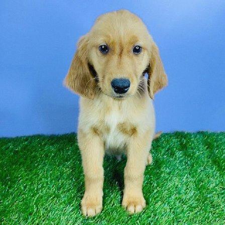 Puppyland San Antonio