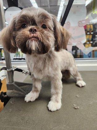 Petco Grooming