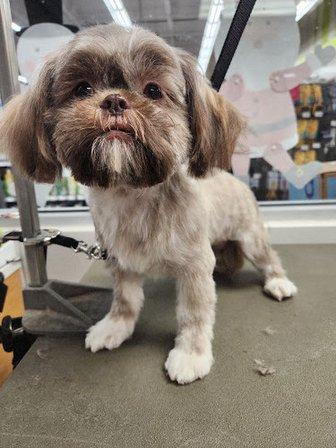 Petco Grooming