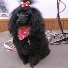 Scissors & Suds Pet Grooming