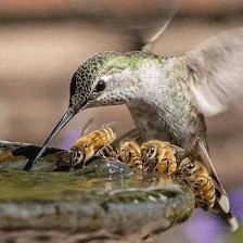 Wild Birds Unlimited