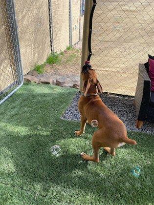 Pinky's Pet Resort