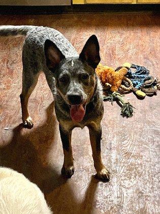 Joeys Legacy Doggie Daycare & Boarding