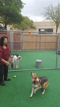 Tail Waggerz Day Care and Boarding