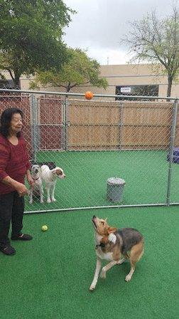 Tail Waggerz Day Care and Boarding