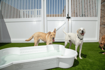 Camp Bow Wow San Antonio Northwest