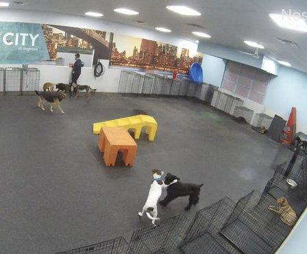 Dogtopia of San Antonio - Northwest