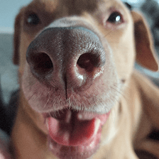 Paw House Retreat LLC