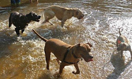 Paw House Retreat LLC