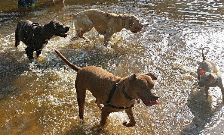 Paw House Retreat LLC