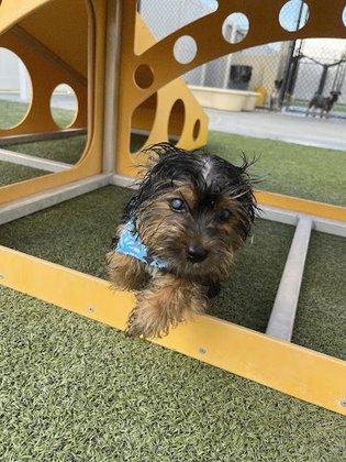 PetSuites Westover Hills