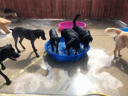 Kara’s K9 Retreat For Small Medium and Large Dogs