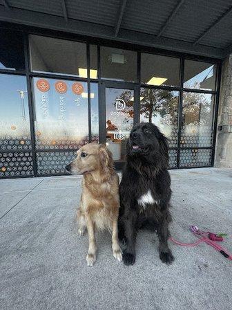 Dogtopia of San Antonio - Stone Oak