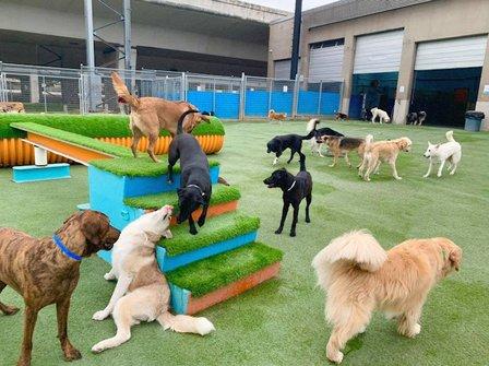 Lucy's Doggy Daycare and Spa