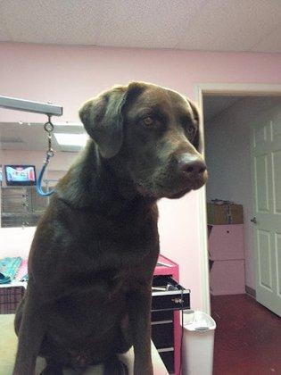 Pretty Pooch