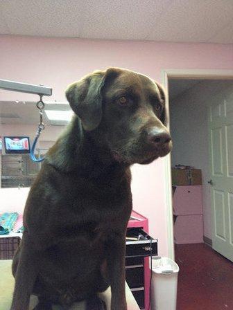Pretty Pooch