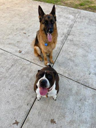 Cowboy Kennels