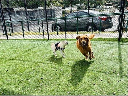 The Palms Pet Resort & Spa