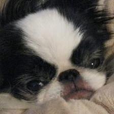 Four Paws Inn