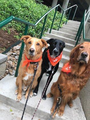 Metro Pup SA Dog Walking & Pet Sitting
