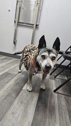 My Pet's Vet Wilderness Oaks