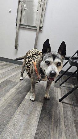 My Pet's Vet Wilderness Oaks