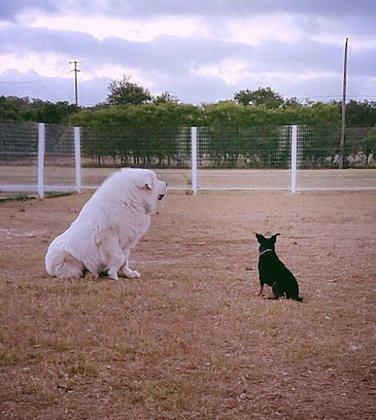 Red Barn Pet Ranch