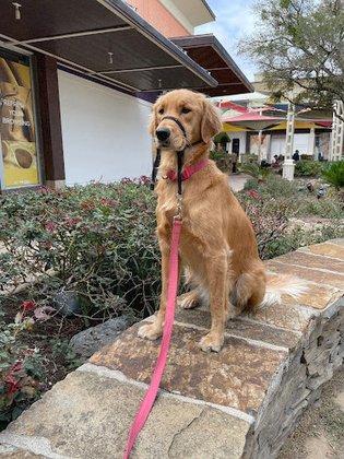 Tandem Canines Pet Resort