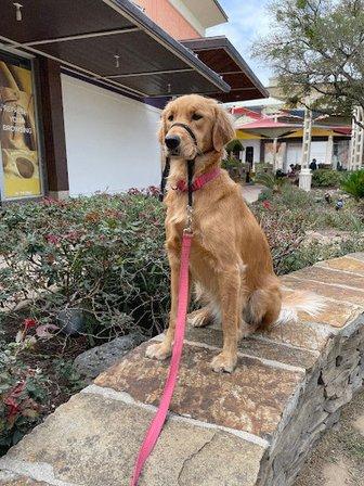 Tandem Canines Pet Resort