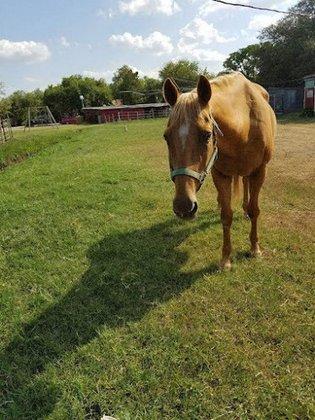 La Sita Stables