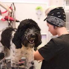 Pet Bath & Beyond