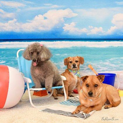 Pet Bath & Beyond