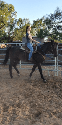 Everything Horse