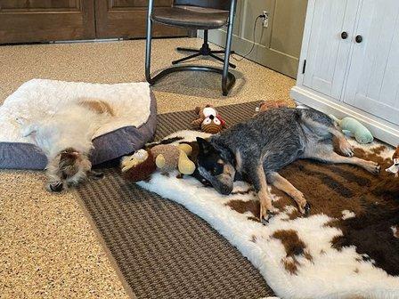 Hill Country Pet Ranch