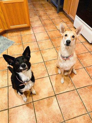 My Pet's Vet - San Antonio
