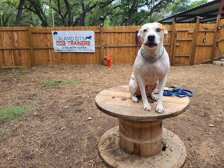 Alamo City Dog Trainers
