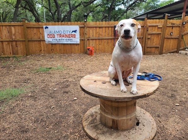 Alamo City Dog Trainers
