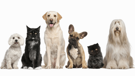 Deerfield Animal Hospital