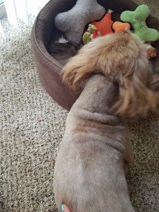 Your Dog's Grooming Shop