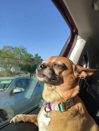 Bark San Antonio