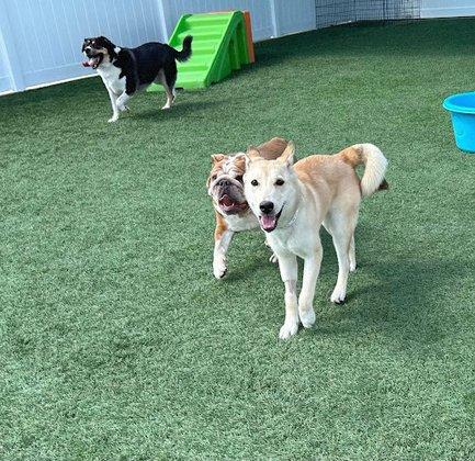Texas Veterinary Hospitals