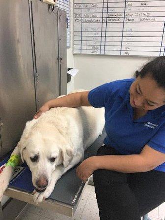 Texas Veterinary Hospital